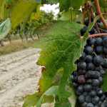 Uva-grappolo-vitigno-vino-Fortana-Bosco-Eliceo