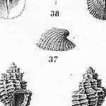 fossili-molluschi-sindaco-Poggio-renatico-Carlo-fornasini