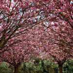 alberi-in-fiore-sottomura-terraviva-aldo-gessi