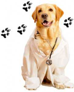 cani-dottori-per-pet-therapy