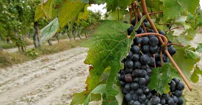 Uva-grappolo-vitigno-vino-Fortana-Bosco-Eliceo