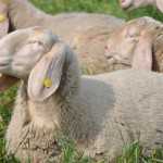 pecore-sottomura