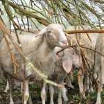 pecore-sottomura