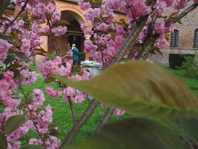 ciliegio-fiore-sant-antonio-polesine-monastero-ferrara