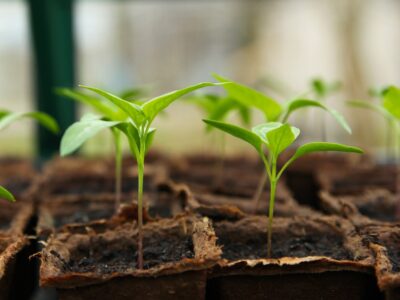 crescere piante cura