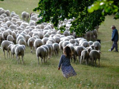 pecore gregge pascolo pastore