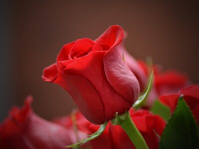 rosa bocciolo amore fiore
