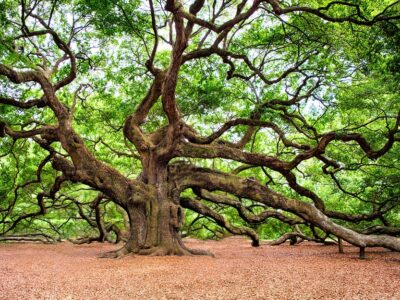 albero secolare quercia