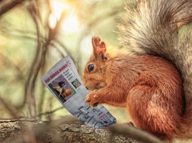 scoiattolo giornale