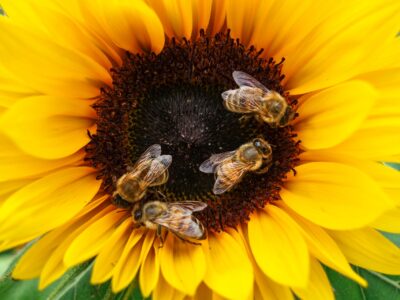 api nettare polline girasole