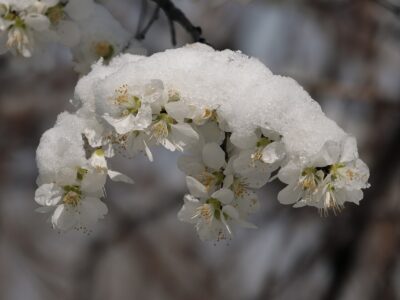 albicocco fiori neve primavera
