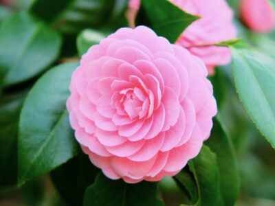 camellia giardino primavera