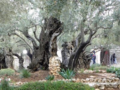 Gerusalemme, Orto dei Getsemani,